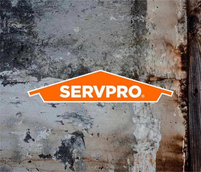 mold services in my area